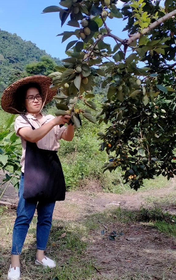 Thiếu nữ hái hồng trên cây